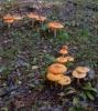 Mushrooms Photo by Fran Smith